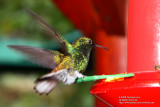 Hummingbird 3