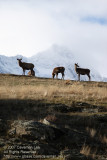 Deers at a distance