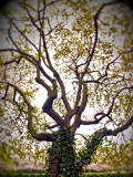 Tree In Garden