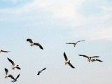 Seagulls