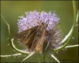 4674 Silver-spotted Skipper.jpg