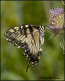 4696 Eastern Tiger Swallowtail.jpg