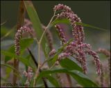 4841 Polygonum sp.jpg