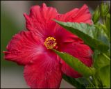 4919 Hibiscus.jpg