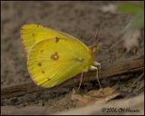 5006 Orange Sulphur.jpg