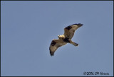 5142 Rough-legged Hawk light morph.jpg