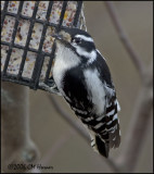 5150 Downy Woodpecker.jpg