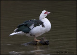 5185 Domestic Muscovy Duck.jpg