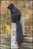 5188 Gray Squirrel black morph.jpg