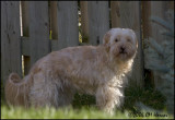 5204 Teddy.jpg