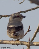 5222 Northern Shrike 1st winter.jpg