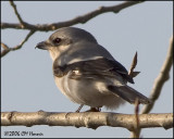 5225 Northern Shrike 1st winter.jpg