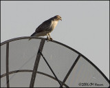 5255 Red-tailed Hawk.jpg