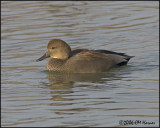 5275 Gadwall drake.jpg