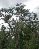2611 Tree.jpg