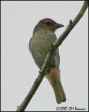 5851 Rose-throated Tanager.jpg