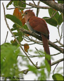 5878 Squirrel Cuckoo.jpg