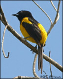 5988 Black-cowled Oriole.jpg