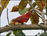 6023 Summer Tanager.jpg