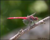 6038 Roseate Skimmer (red phase)