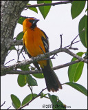 6046 Altamira Oriole.jpg