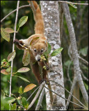 6065 Coatimundi.jpg