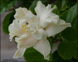 6094 Double Hibiscus.jpg
