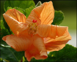 6115 Orange Hibiscus.jpg