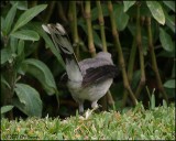 6135 Tropical Mockingbird undertail.jpg