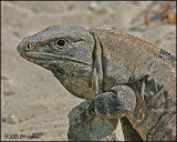 6206 Black Iguana