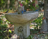6269 Swainson's Thrush and Indigo Buntings