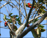 6325 Scarlet Tanagers.jpg