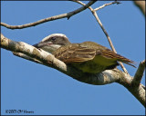 6356 Boat-billed Flycatcher juvenile