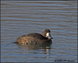 5529 Greater Scaup hen.jpg