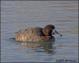 5542 Greater Scaup hen.jpg