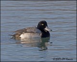 5544 Greater Scaup drake.jpg