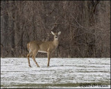 5612 White-tailed Deer.jpg