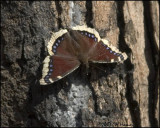 6549 Mourning Cloak.jpg