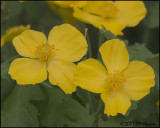 6658 Wood or Celandine Poppy.jpg