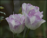 6734 Mauve Tulips.jpg