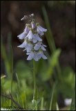 6818 Wildflower id unknown