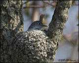 6829 Blue-gray Gnatcatcher.jpg