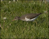 7055 Spotted Sandpiper.jpg