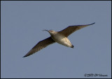 7067 Whimbrel 1.jpg