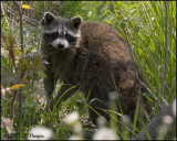 7129 Common (Northern) Raccoon