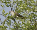 7205 Yellow-billed Cuckoo.jpg