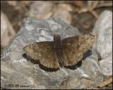 7299 Juvenals Duskywing.jpg