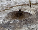 7397 Juvenals Duskywing.jpg