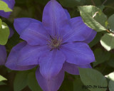 7432 Clematis.jpg