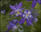 7463 Columbine.jpg